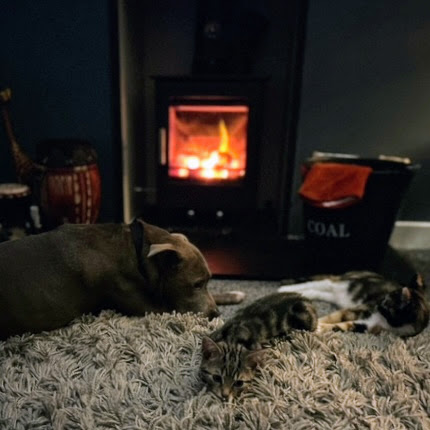 Log Burner In The Evening With Pets